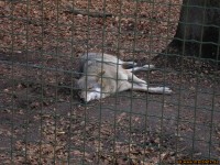 Wolf im Tierpark
