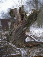 Winterweide