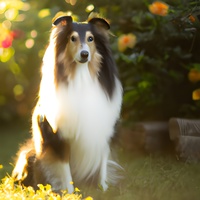 Collie bei Sonnenschein