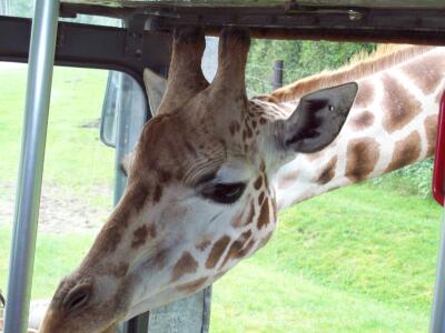 Giraffe im Bus