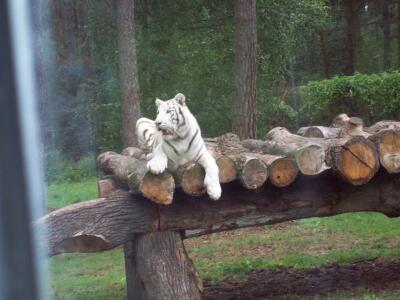 Weisser Tiger
