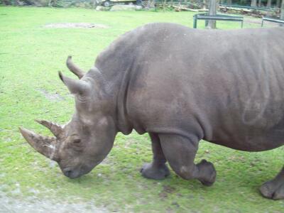 Nashorn