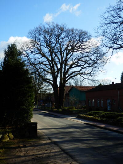 Eiche