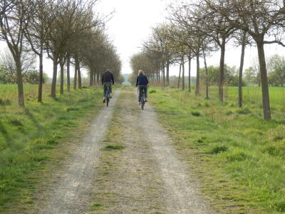 Allee in Potsdam
